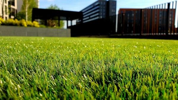 Close view of a healthy maintained green lawn with a timber backyard fence in the background